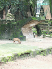 汾陽文湖動物園