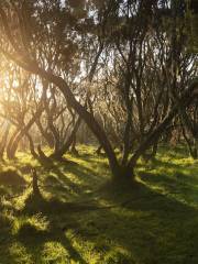 Parc national d'Aberdare