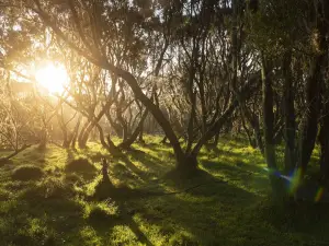 Aberdare National Park