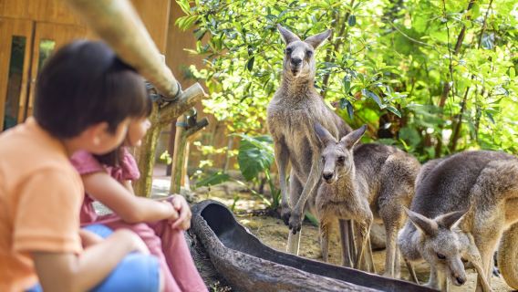 新加坡動物園/河川/夜間動物園【含門票+專車接送+小火車】