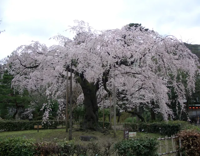 円山公園