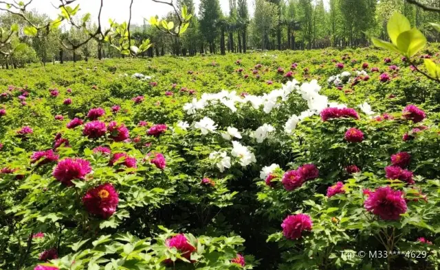Beijing Peony Viewing