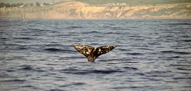 Whale Watching At Sea in Los Angeles