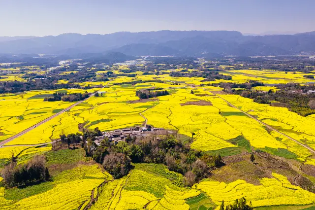 Rapeseed Flowers Viewing in Tengchong