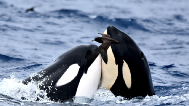 Whale Watch Western Australia