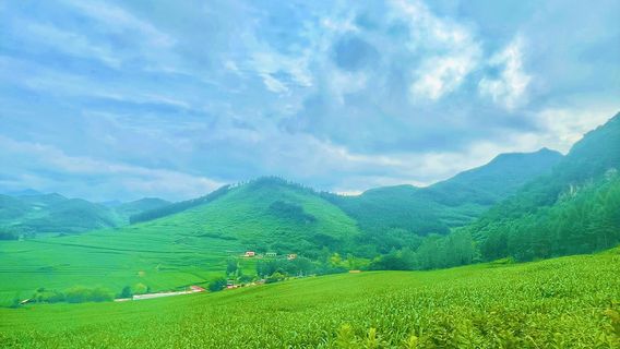 ภูเขาเทรช่า