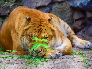 Novosibirsk Zoo
