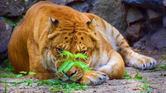 Novosibirsk Zoo
