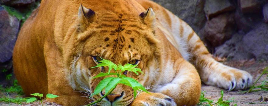 Novosibirsk Zoo