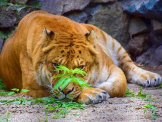 vol Makhatchkala Novossibirsk direct