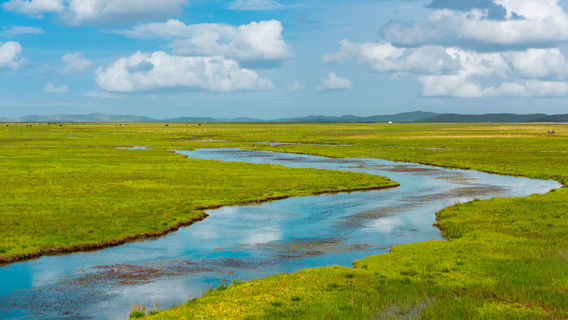 ruo er gai da cao yuan