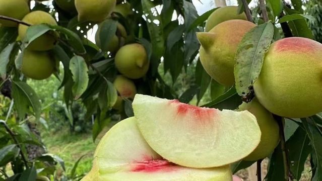 lian ping shang ping ying zui tao ji di