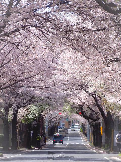 常盤平さくらまつり | 松戸