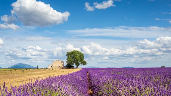 Valensole