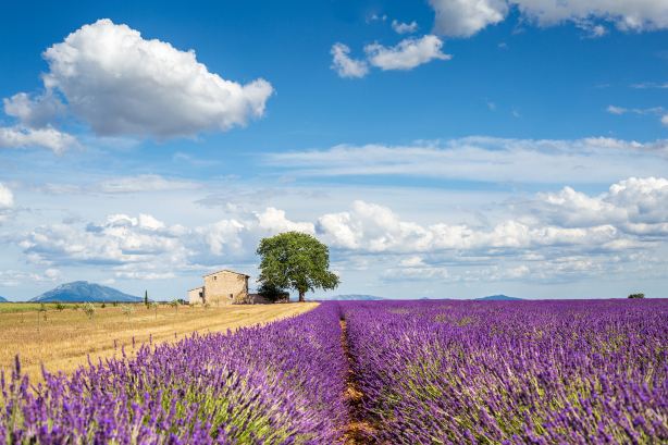 Valensole