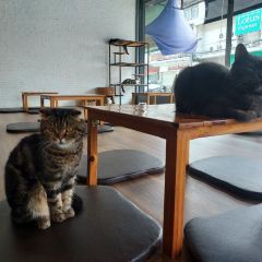 Cat 'n' A Cup Cat Cafe張用戶圖片