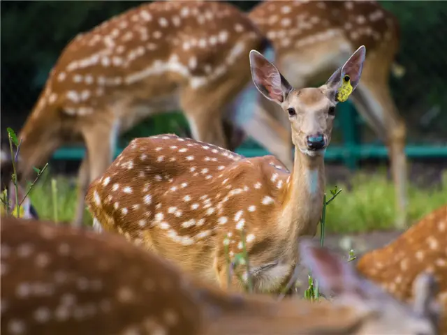 창춘 꽃사슴 먹이주기