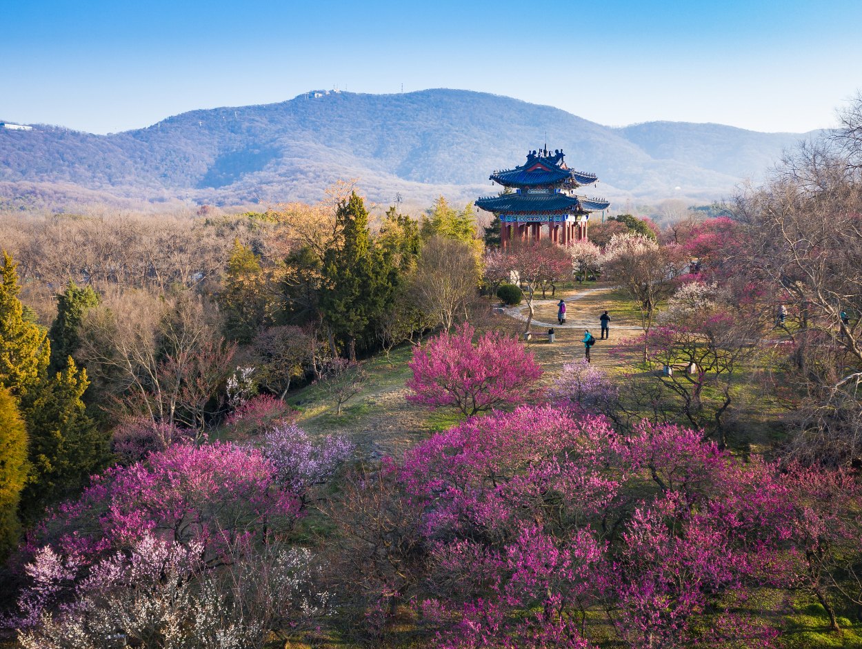 Plum-Blossom Hill Tickets [2025] Promos, Prices, Reviews