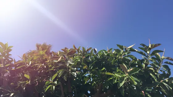 大澤山