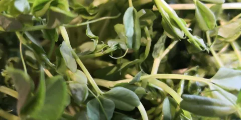 京涮坊炭火銅鍋