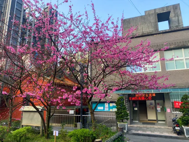 【櫻花季】粉紅大爆發,新北13處賞櫻勝地推薦打卡熱點一次看