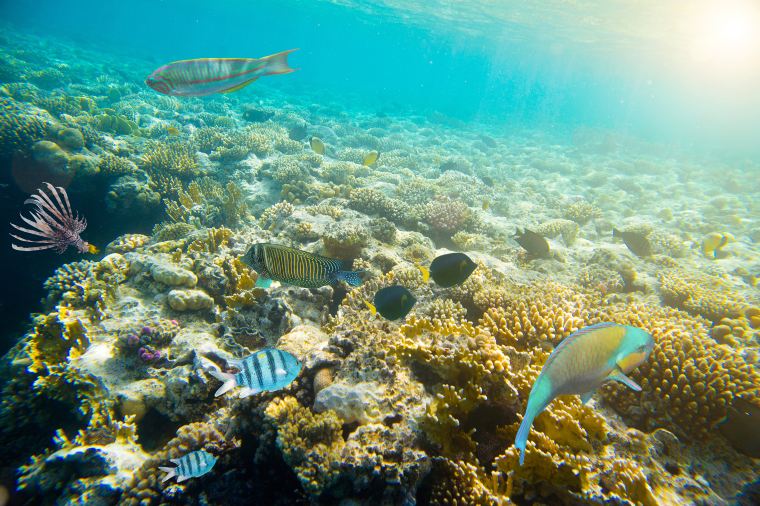 グアム格安航空券