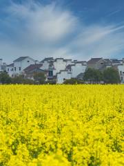 Jingmen Shayang Rape Flower Festival