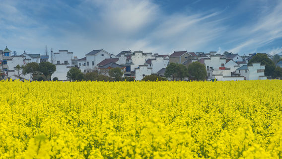 Jingmen Shayang Rape Flower Festival
