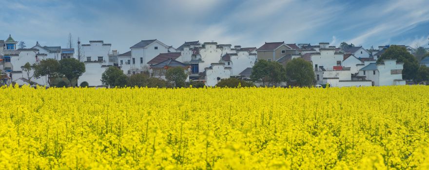 Jingmen Shayang Rape Flower Festival