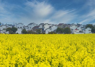 Jingmen Shayang Rape Flower Festival