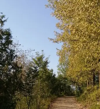 Observation Deck of Baoqizhai Sketching Base