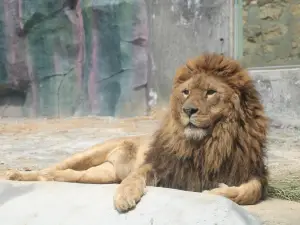 East Hubei Animal Kingdom