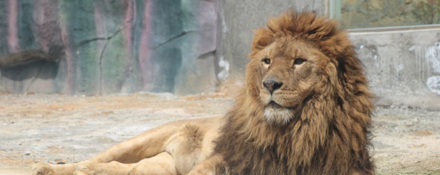 East Hubei Animal Kingdom