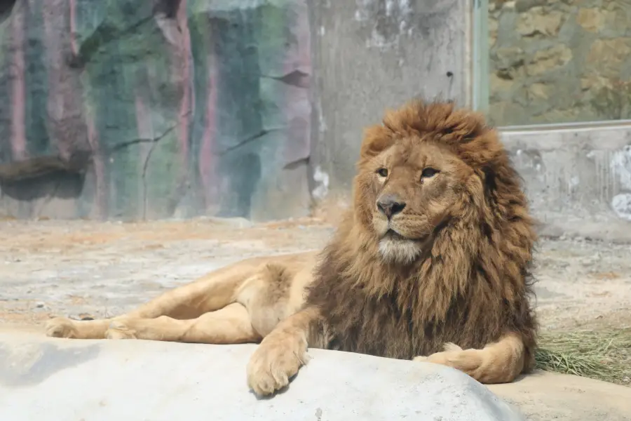 鄂東動物王國