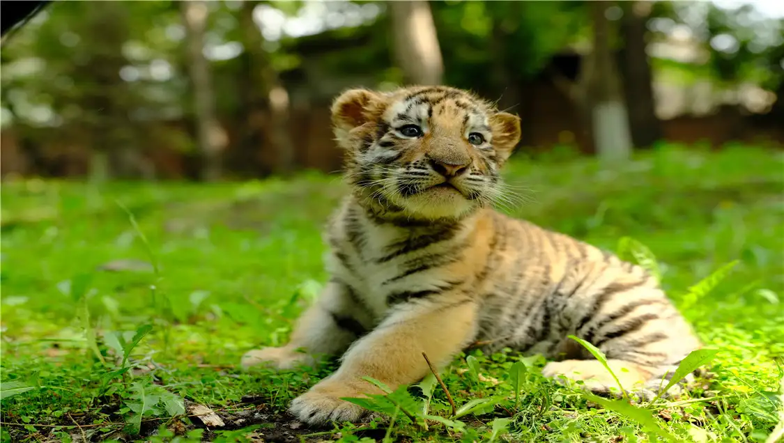 Siberian Tiger Park Harbin