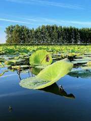 Little West Lake, Xinmin