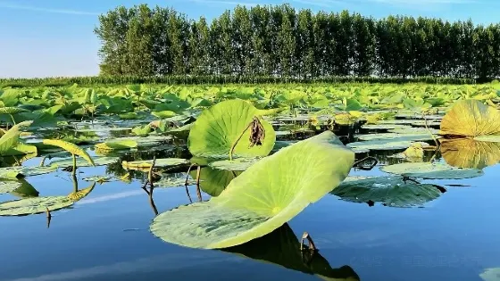 新民小西湖