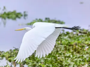 Brazos Bend State Park