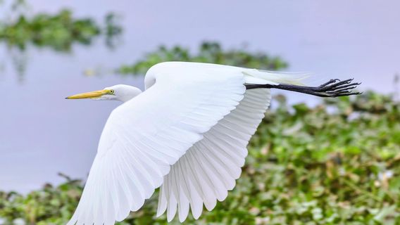 Brazos Bend State Park