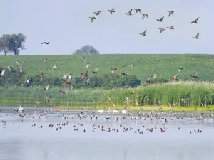 Parc naturel régional de Lorraine