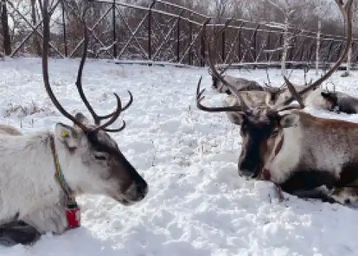 상지시 임구 토네이지 부족