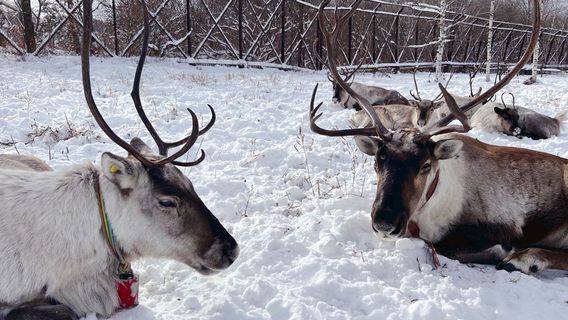 Shangzhi Forest District Reindeer Tribe