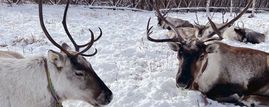 Shangzhi Forest District Reindeer Tribe