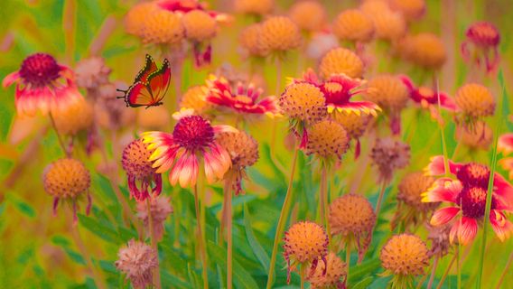Wuhai Botanical Garden