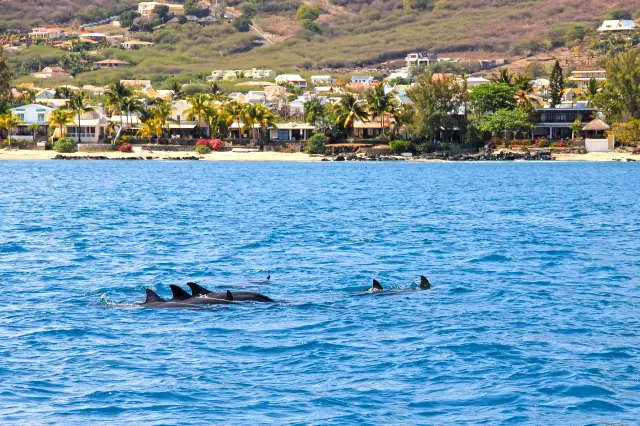 Dolphin Watching in Mauritius