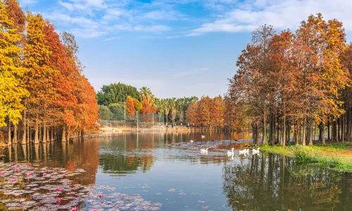 Xiamen Taxodium Trees Appreciation