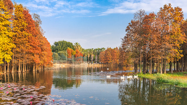 Bald Cypress Tree Viewing in Xiamen