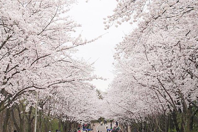 Incheon Grand Park Cherry Blossom Festival | Incheon