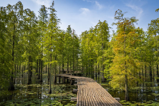Chishan Lake National Wetland Park