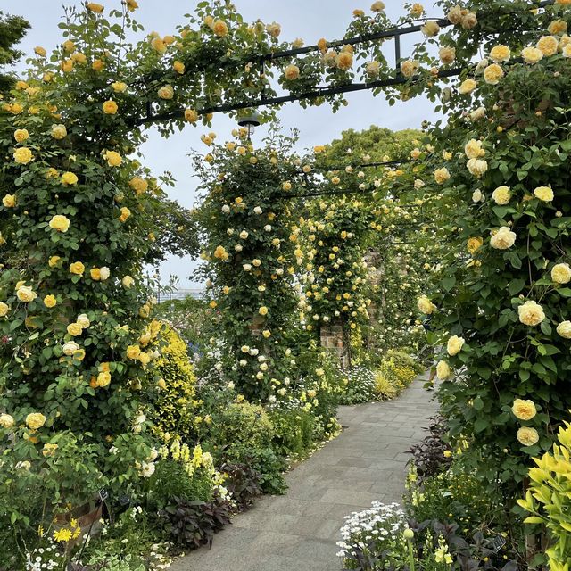 バラの花が咲く穴場スポット　横浜